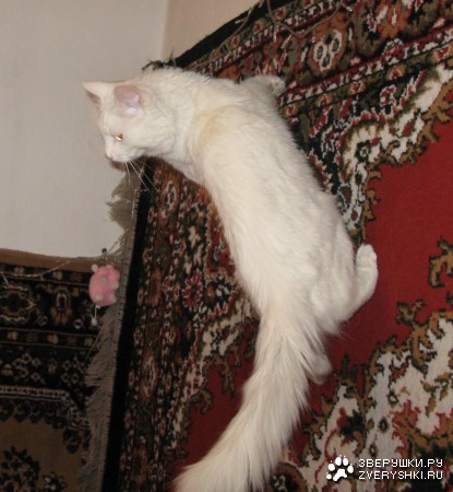 �������� ����� - ����� :)