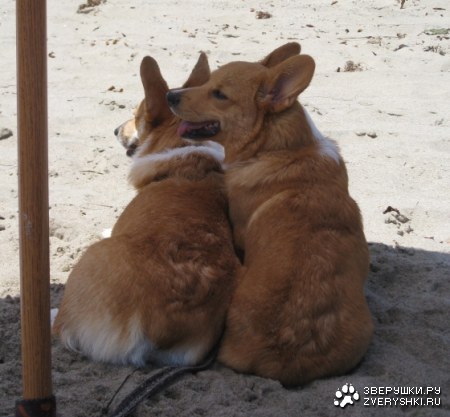 ����������� ������ ;)