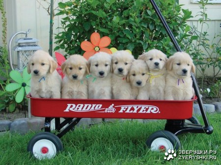 �� ����-����-����... ;)