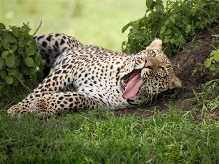 ���������� �������� (17 ����)