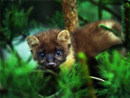 ���������� �������� (17 ����)