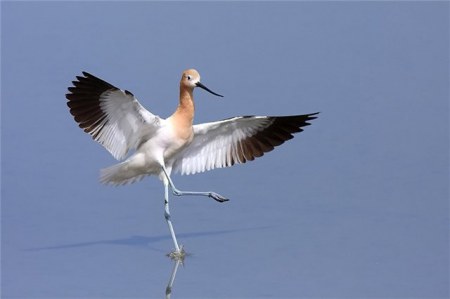 ���������� �������� (17 ����)