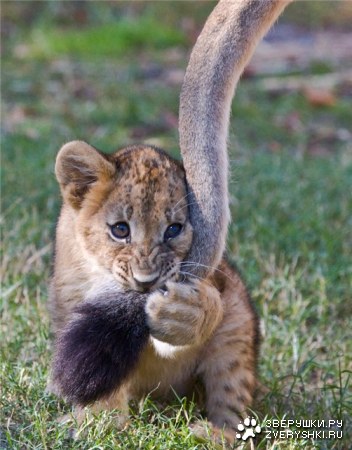 �������� �������� (13 ����)