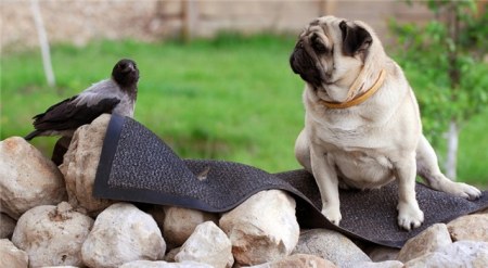 �������� �������� (13 ����)