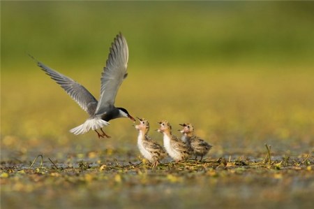 �������� �������� (13 ����)