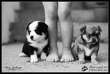 �������� �������� (13 ����)