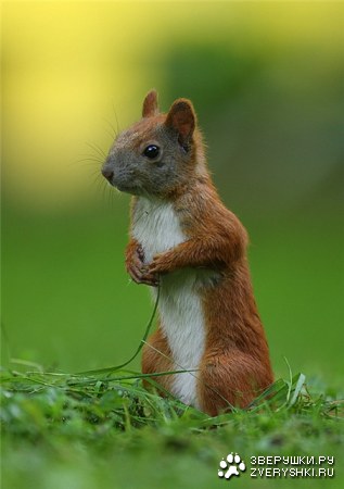 �������� �������� (13 ����)