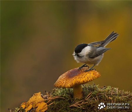 �������� �������� (13 ����)