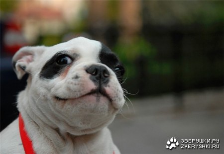 �������� �������� (13 ����)