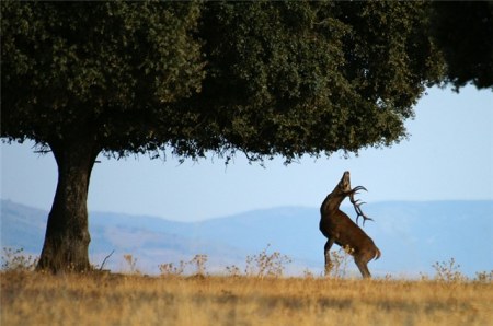 �������� �������� (13 ����)