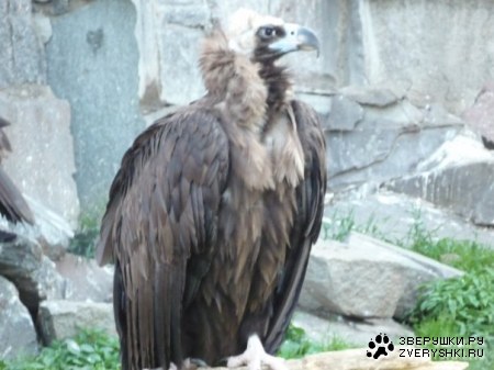 �������� �� ����������� �������� (11 ����)