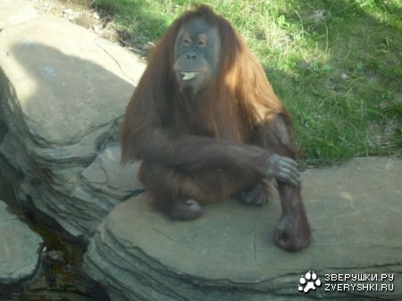 �������� �� ����������� �������� (11 ����)