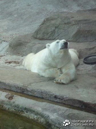 �������� �� ����������� �������� (11 ����)