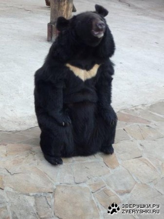 �������� �� ����������� �������� (11 ����)