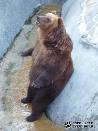 �������� �� ����������� �������� (11 ����)