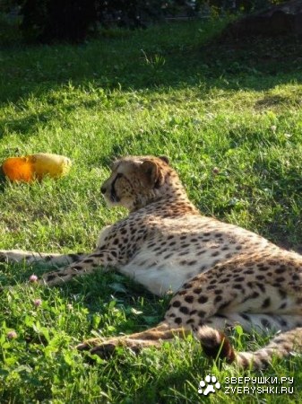 �������� �� ����������� �������� (11 ����)