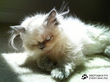 ������� ����� :)