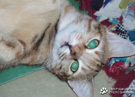 � ����� ����� (8 ����)