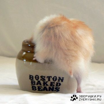 ���������� ������� ;)