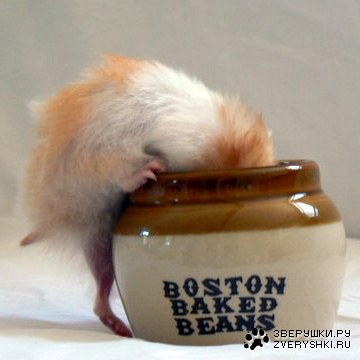 ���������� ������� ;)