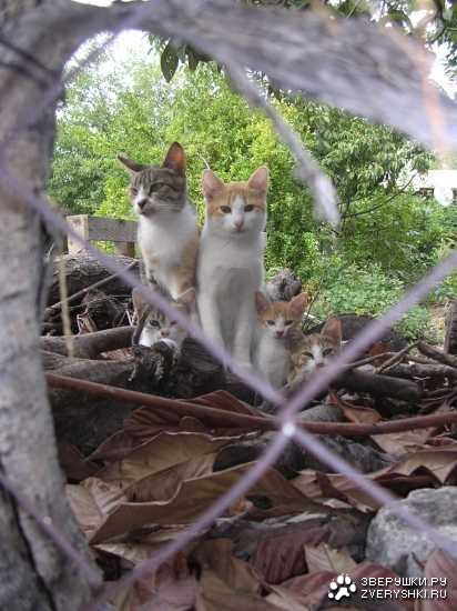 ������� ������� ����� (15 ����)