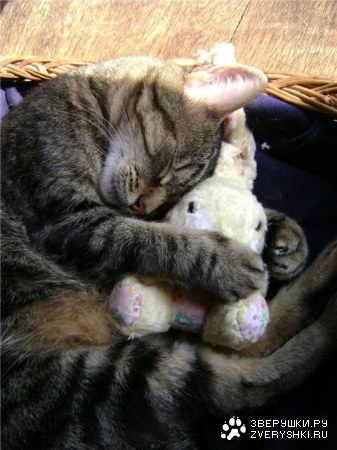 ���������� �������� (9 ����)