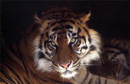 ���������� �������� (9 ����)