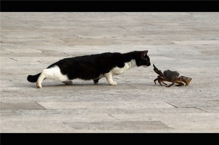 ���������� �������� (9 ����)