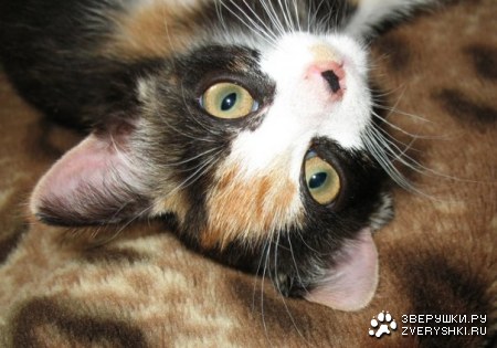 �������� (4 ����������)