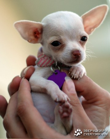 �������� :)