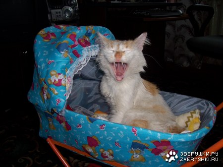 �������� :)