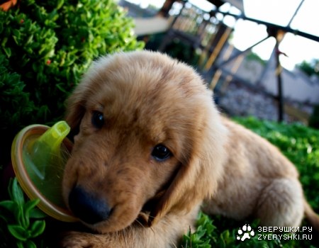 ����� � ��������� ��������...