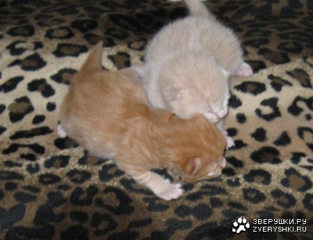 ������ :)