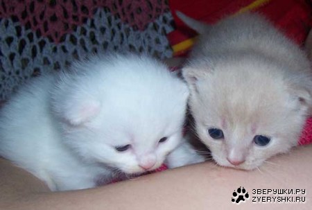 ������� ;)