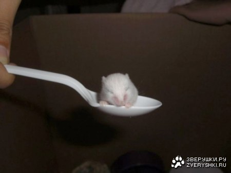 ������ �� ����� :)