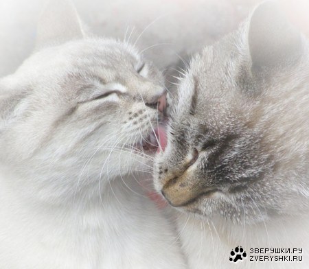 ������ :)