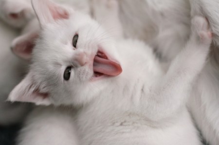 ����� ��������� (6 ����)