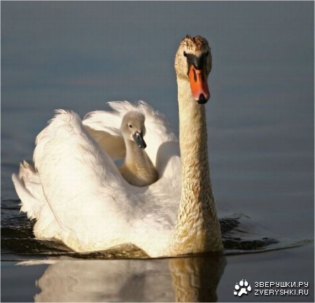 ����� � �� �������� (9 ����)