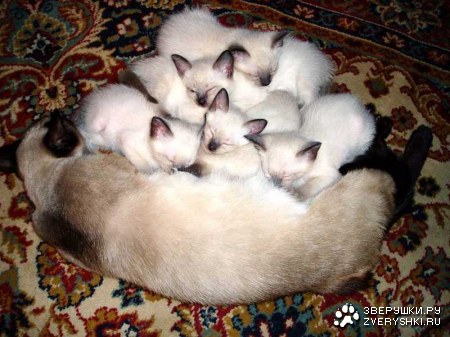 ������� ������� ����� (15 ����)