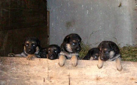 ������� ������� ����� (15 ����)