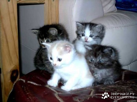 ������� ������� ����� (15 ����)