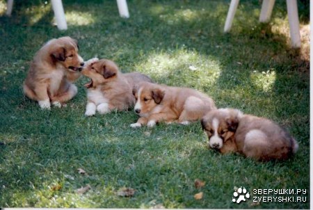 ������� ������� ����� (15 ����)