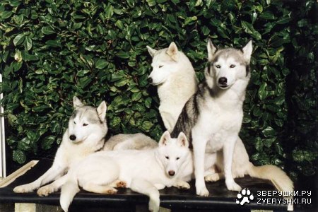 ������� ������� ����� (15 ����)