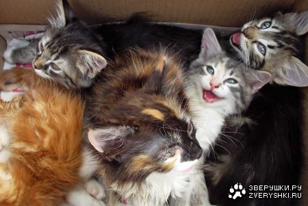 ������� ������� ����� (15 ����)