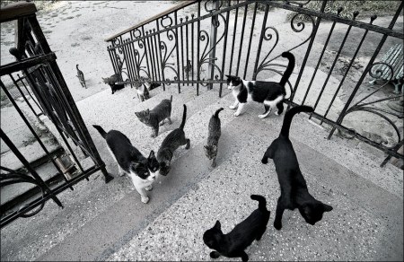 ������� ������� ����� (15 ����)