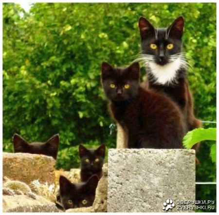 ������� ������� ����� (15 ����)