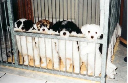 ������� ������� ����� (15 ����)