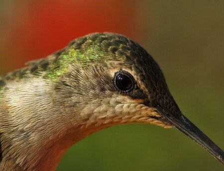 �������� ���������� �������� (10 ����)