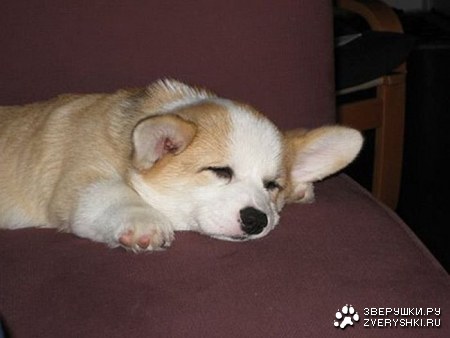 ������������ ���� (12 ����)