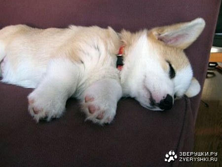 ������������ ���� (12 ����)